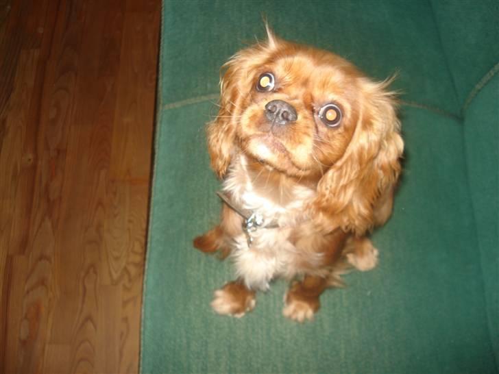 Cavalier king charles spaniel Alberte - hold op med det hvad har jeg gjoret dig  billede 13