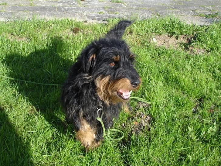 Tysk jagtterrier Dong billede 1