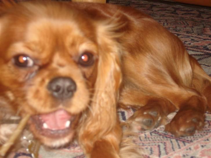 Cavalier king charles spaniel Alberte - moms det smager så godt  billede 14
