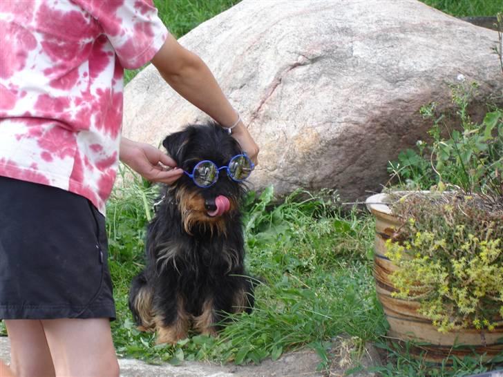 Tysk jagtterrier Dong billede 2