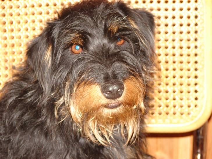 Tysk jagtterrier Dong billede 3