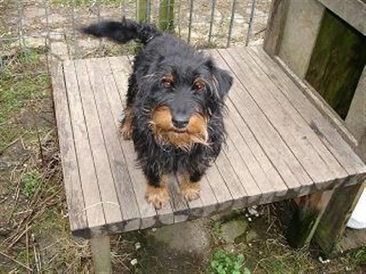 Tysk jagtterrier Dong billede 4