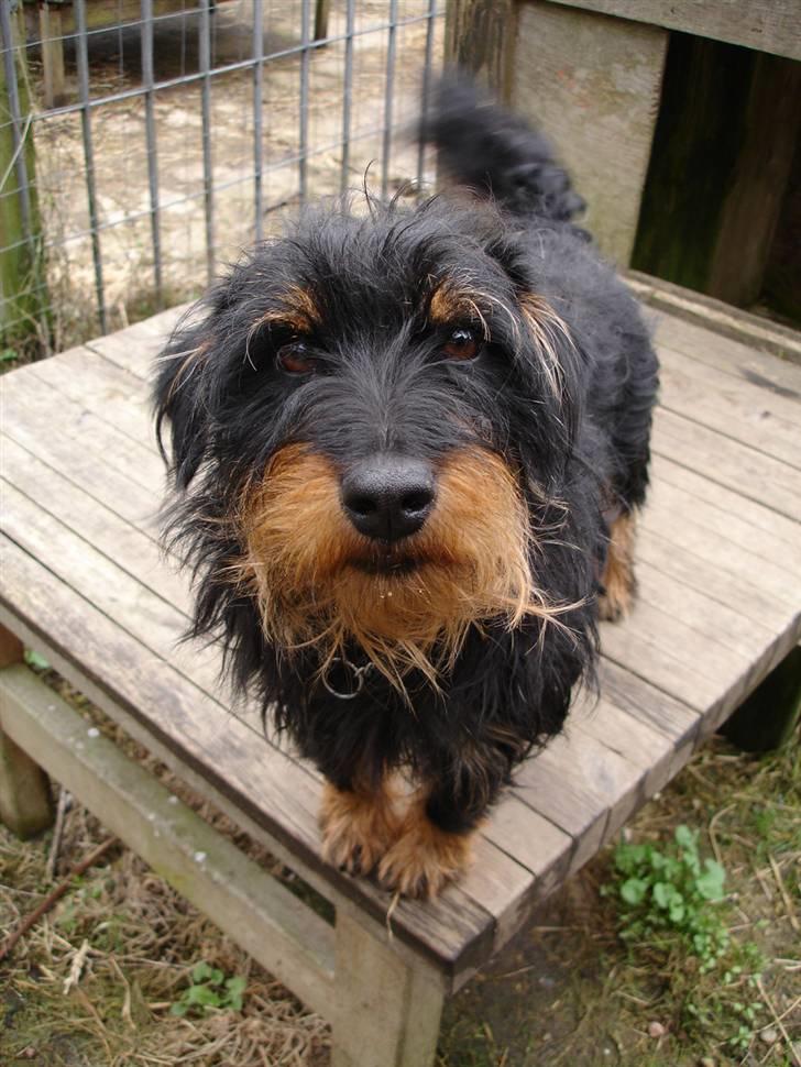 Tysk jagtterrier Dong billede 5