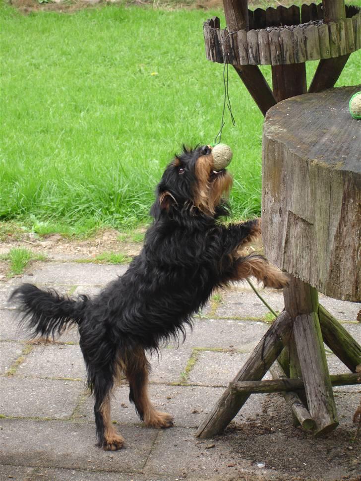 Tysk jagtterrier Dong - Troede at det var ræven som stjal mine fuglebolde billede 6