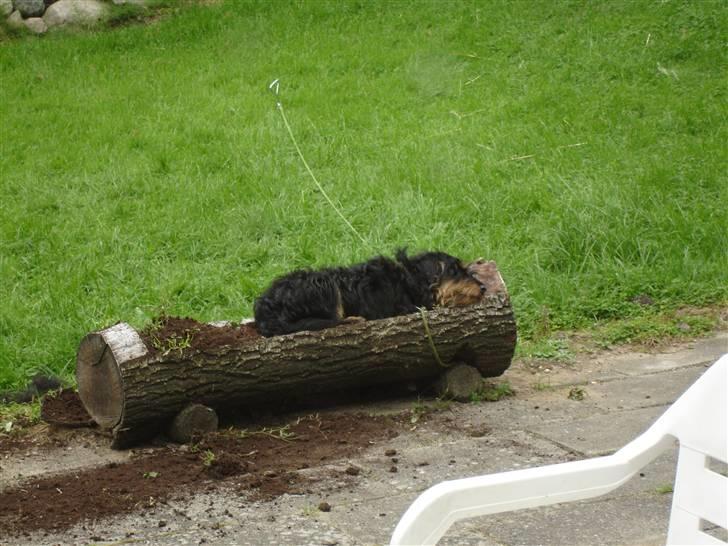 Tysk jagtterrier Dong - Tager lige en lur i mors blomsterbed, det har hun vel næppe noget imod billede 7
