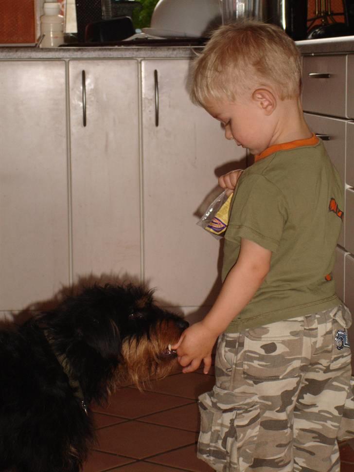 Tysk jagtterrier Dong - Mmm  billede 8