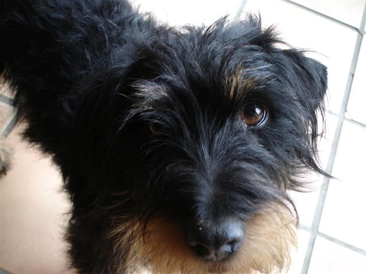 Tysk jagtterrier Dong billede 9