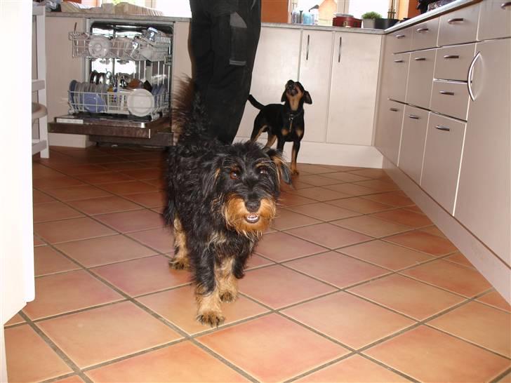 Tysk jagtterrier Dong billede 11