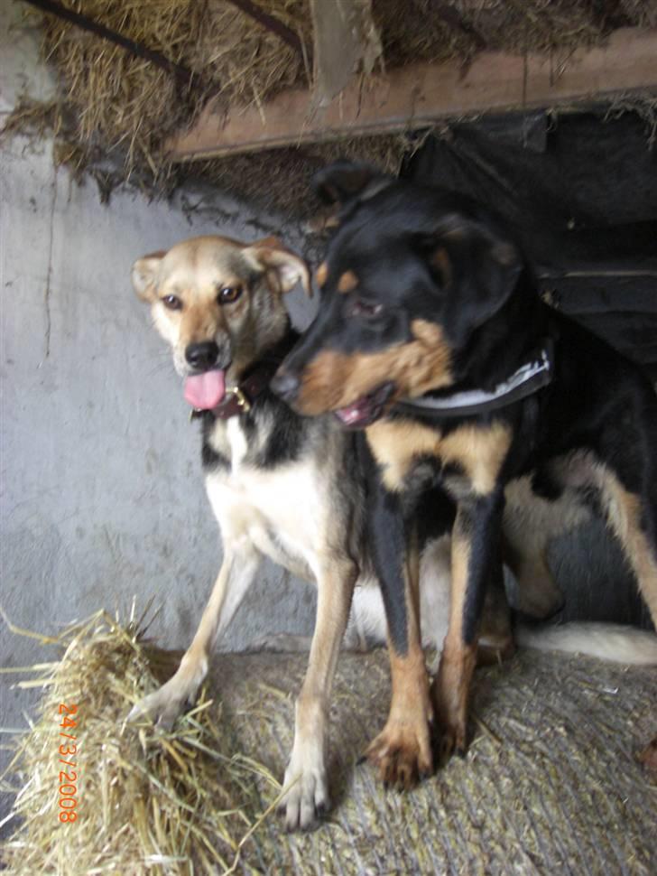 Blanding af racer Buffy  - Hvem sagde små brødre ikke er irriterende? billede 16