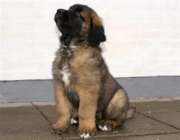 Leonberger Star of Regulus Red Skin - taget af kennel ejeren den dag vi hentede ham billede 4