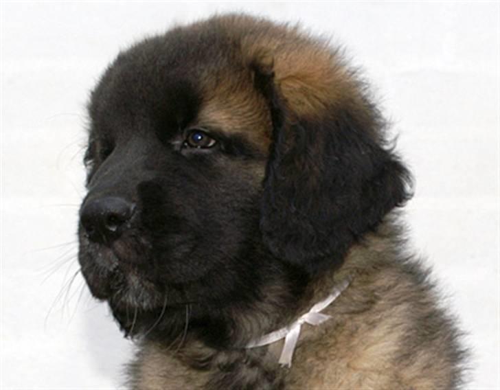 Leonberger Star of Regulus Red Skin - taget af kennel ejeren den dag vi hentede ham billede 5