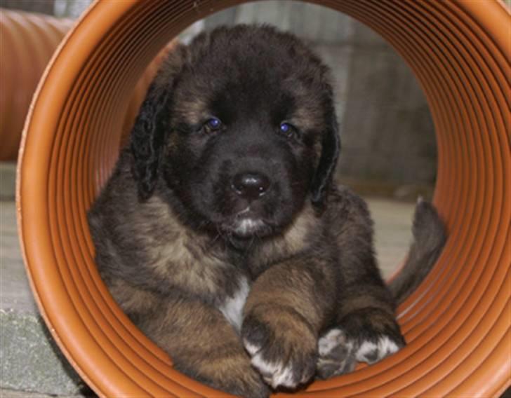 Leonberger Star of Regulus Red Skin billede 6