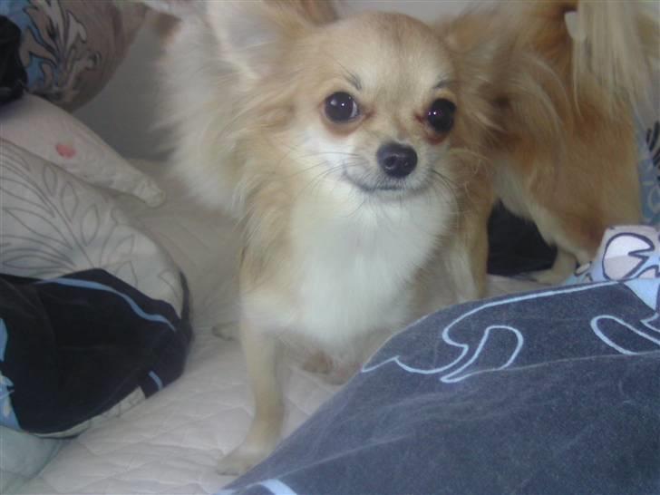 Chihuahua lille my  - Lille my du er så deeeeeeeejlig <3 billede 1