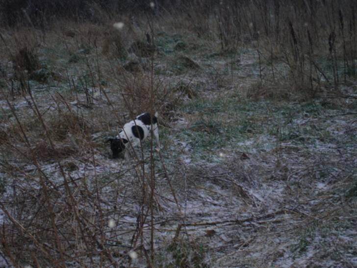 Dansk svensk gaardhund tinka billede 8