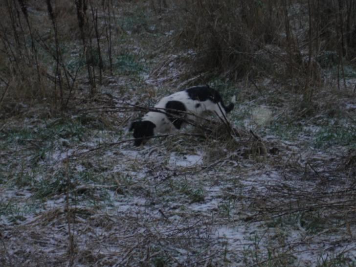 Dansk svensk gaardhund tinka billede 9