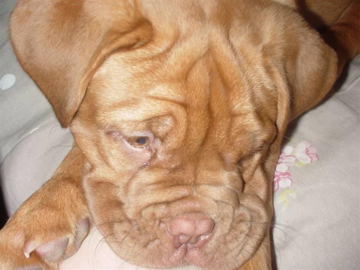 Dogue de bordeaux viola  - hvor er du dejlig vovse ! billede 12