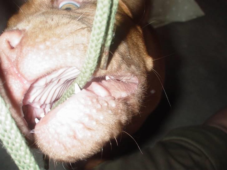 Dogue de bordeaux viola  - Grr du er så farlig ! (x billede 13