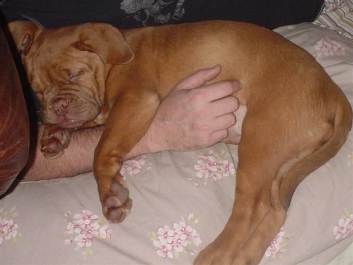 Dogue de bordeaux viola  - ahh her ligger jeg godt <3 billede 14