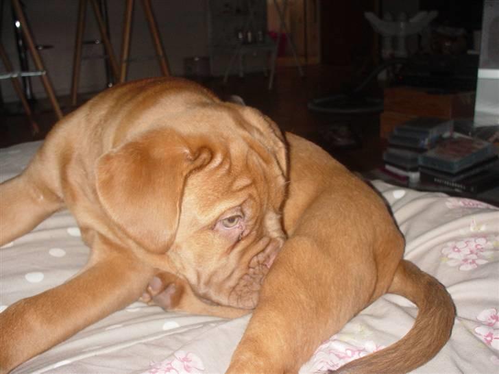 Dogue de bordeaux viola  - hmm .. billede 15