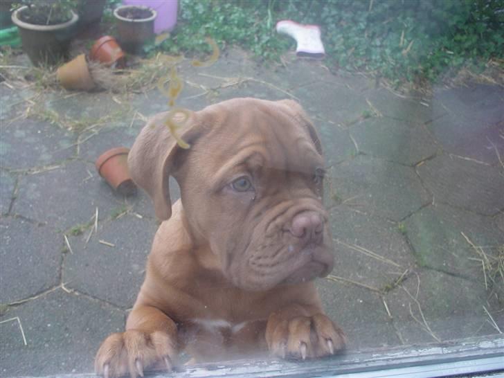 Dogue de bordeaux viola  - " må jeg godt komme ind ? " <3 billede 16