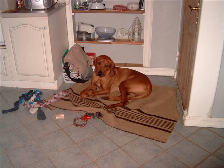 Rhodesian ridgeback Rinaldo billede 3