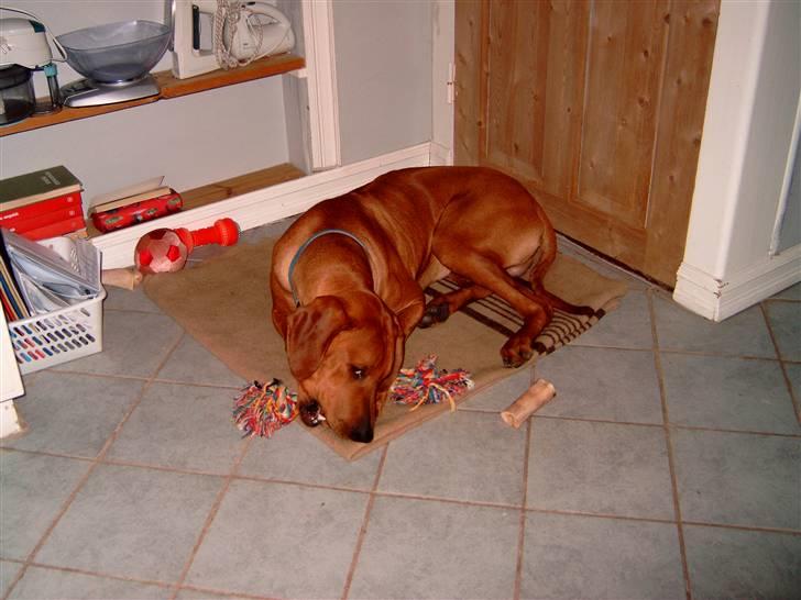 Rhodesian ridgeback Rinaldo billede 6