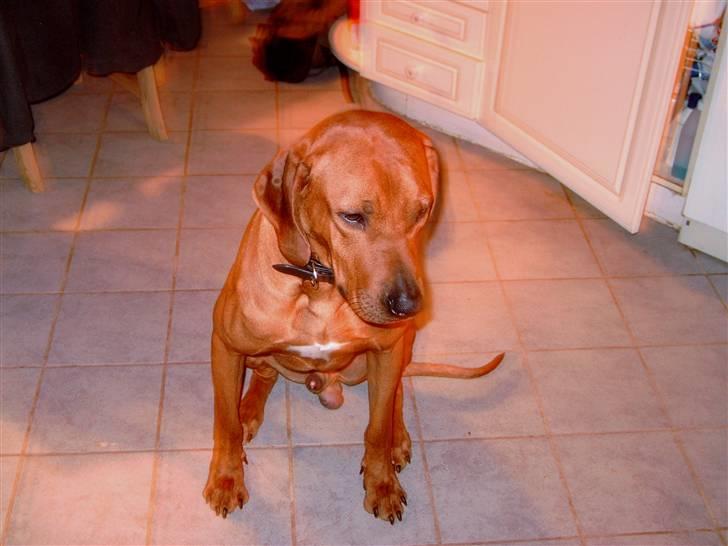 Rhodesian ridgeback Rinaldo billede 7