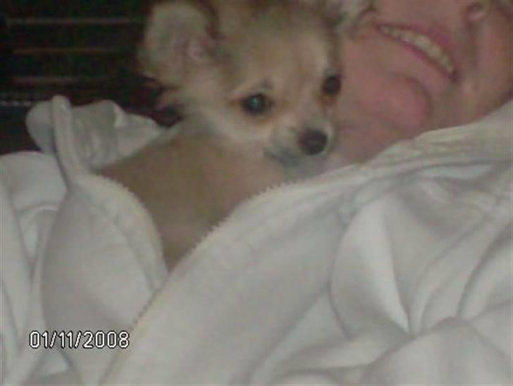 Chihuahua lille my  - da hun lige var kommet hjem til os om aften :) <3 billede 2