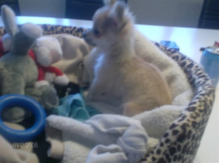 Chihuahua lille my  - huun elsker og see tv :) hehe og hun gør hvergang hun ser noget bevæger sig i tv :) haha<3 billede 3