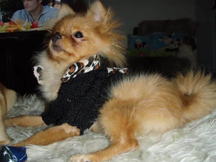 Pomeranian Disney - ... wiee jeg elsker at se godt ud (o; billede 8