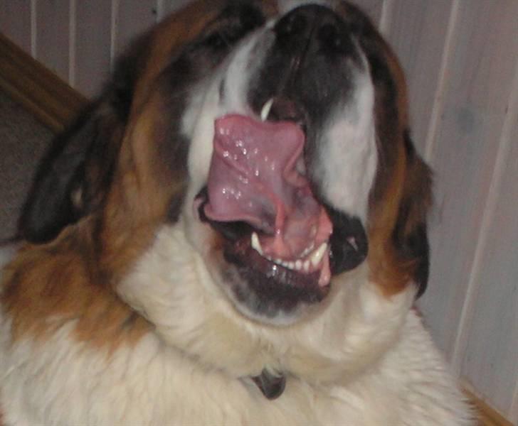 Sankt bernhardshund brutalis - se min lange tunge er den ikke flot billede 14