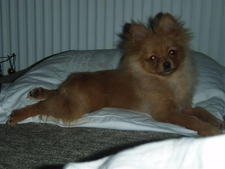 Pomeranian Disney - Jeg har min løvemanke & mine frø-ben.. (o; billede 9