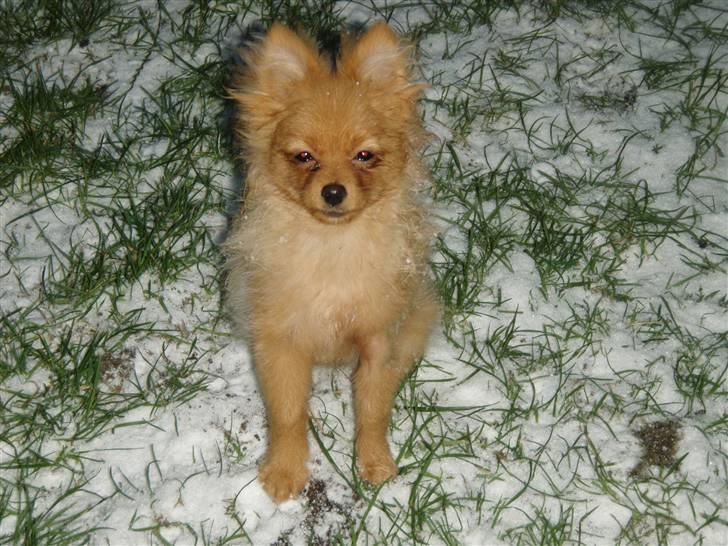 Pomeranian Disney - ude i sneen for første gang.. billede 10
