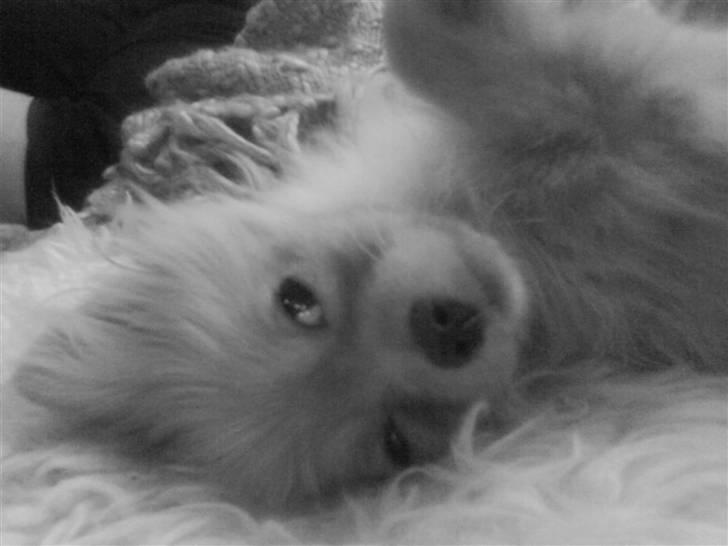 Pomeranian Disney - Jeg elsker at ligge på ryggen.. billede 11