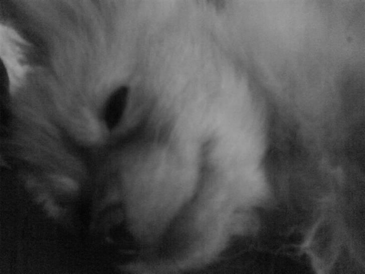 Pomeranian Disney - Jeg er bare dejlig siger min mor.. billede 12