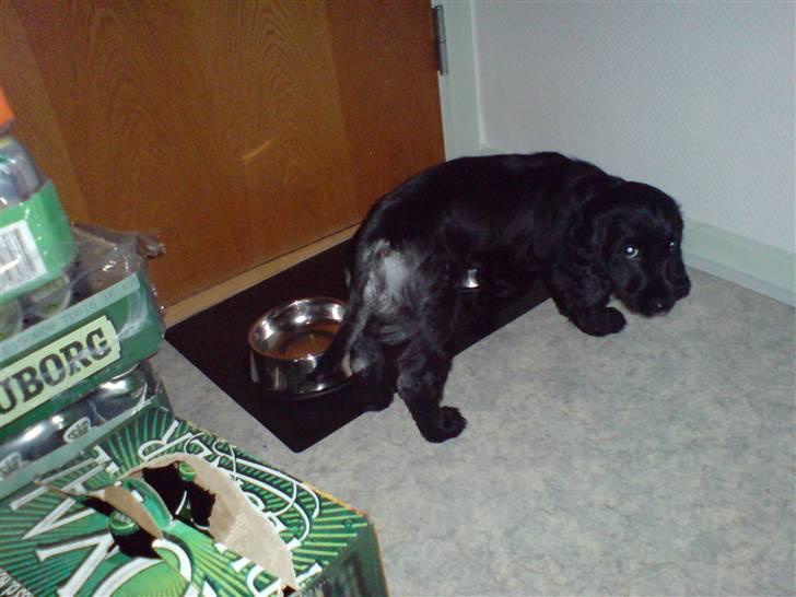 Cocker spaniel Malthe - Kartoffelmel-numse hehe billede 12