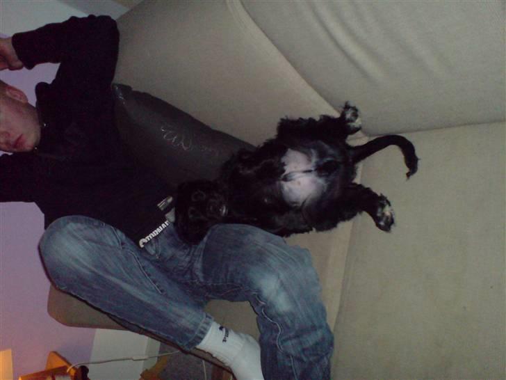 Cocker spaniel Malthe - Hygger med far  billede 13