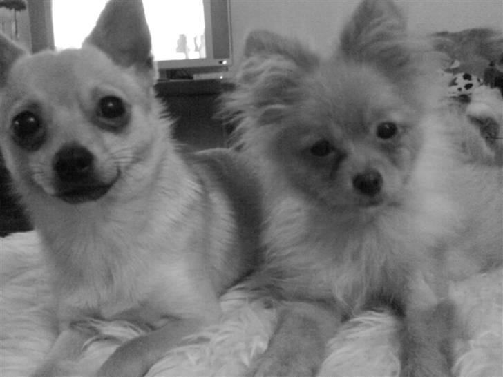 Pomeranian Disney - Her er min Aller bedste ven..  billede 13