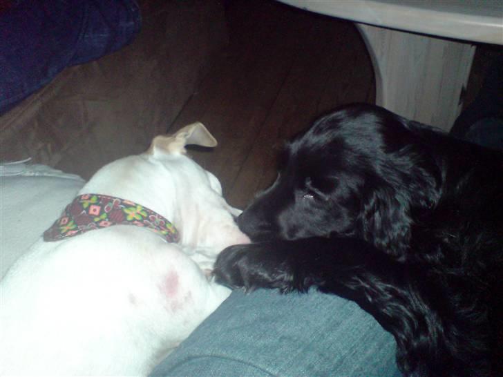 Cocker spaniel Malthe - Mysse mysse Borris.. Malthes nye kæreste billede 14