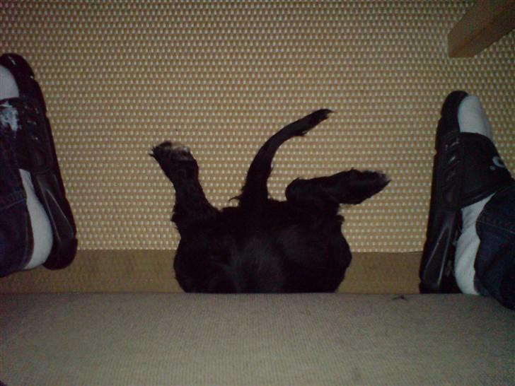 Cocker spaniel Malthe - Er der mon en bold under sofaen? billede 15