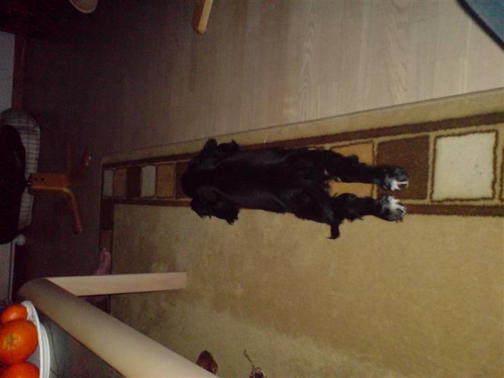 Cocker spaniel Malthe billede 16