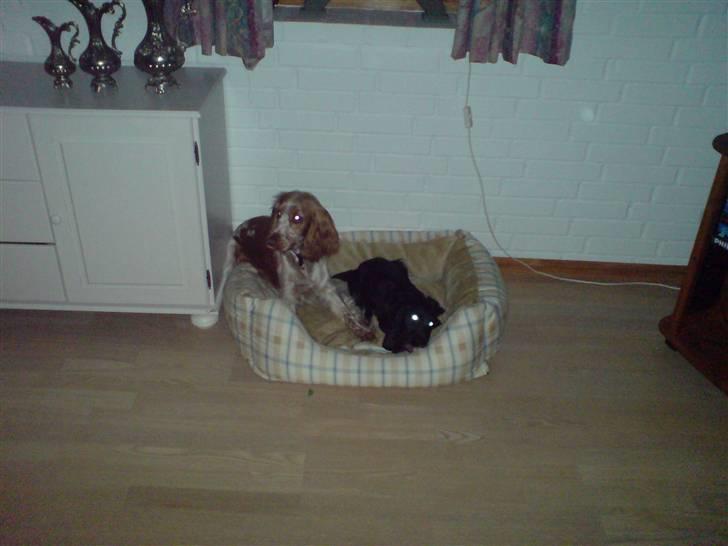 Cocker spaniel Malthe - Ja Smilla må finde sig i at dele hendes kurv med Malthe.. Han flytter sig ihvertfald ikke ;) billede 17