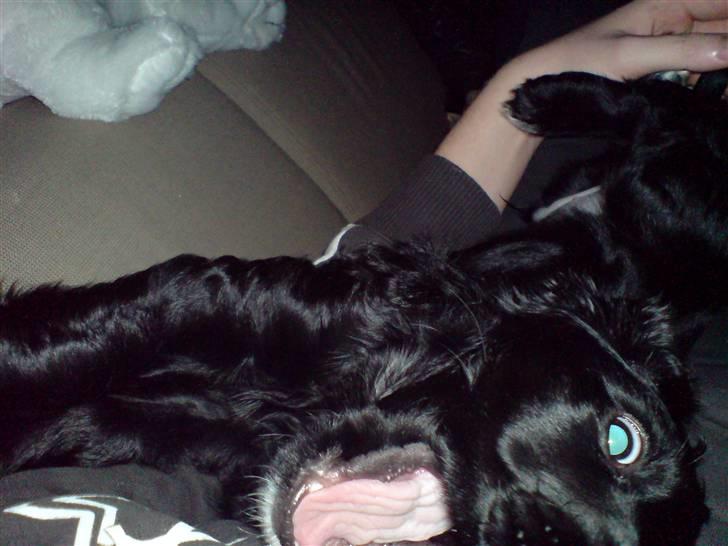 Cocker spaniel Malthe - Dræberdyr..! billede 18