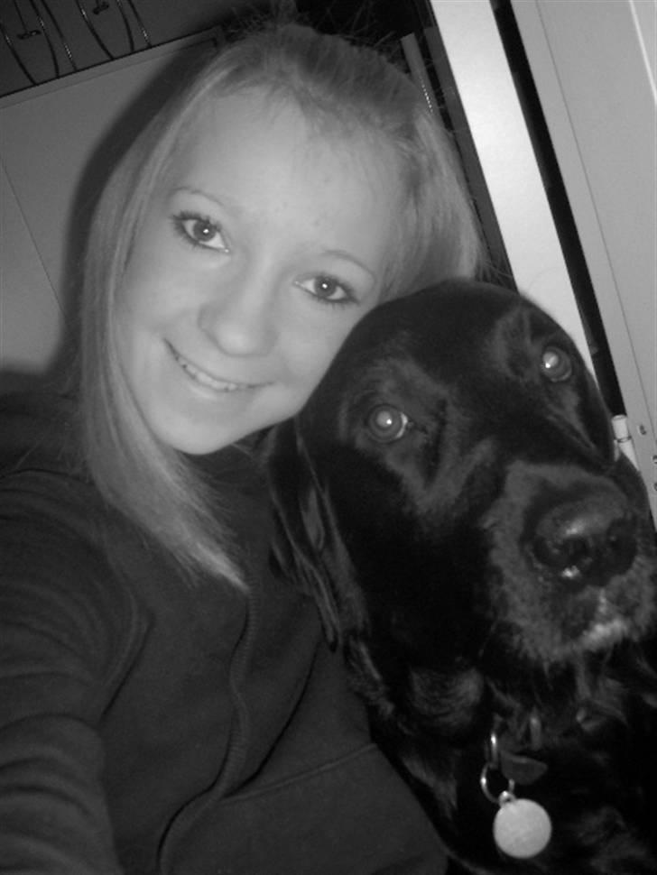 Labrador retriever Skipper billede 13