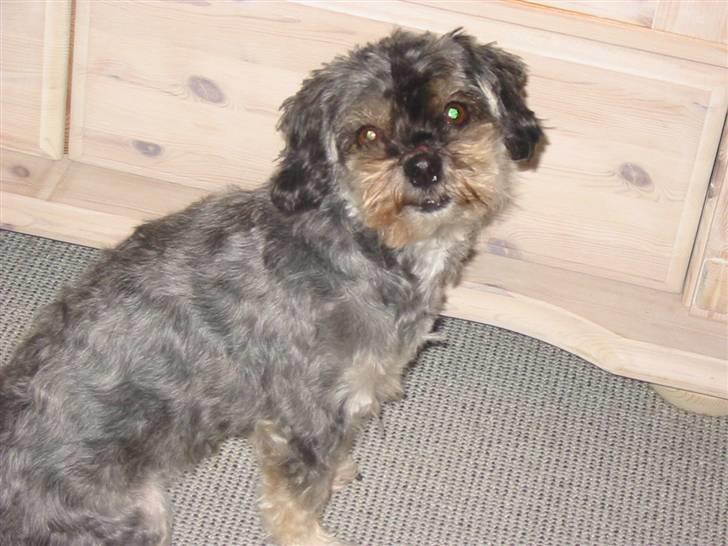 Blanding af racer Mulle - Sidder fint og venter på, at billedet er taget.. billede 1