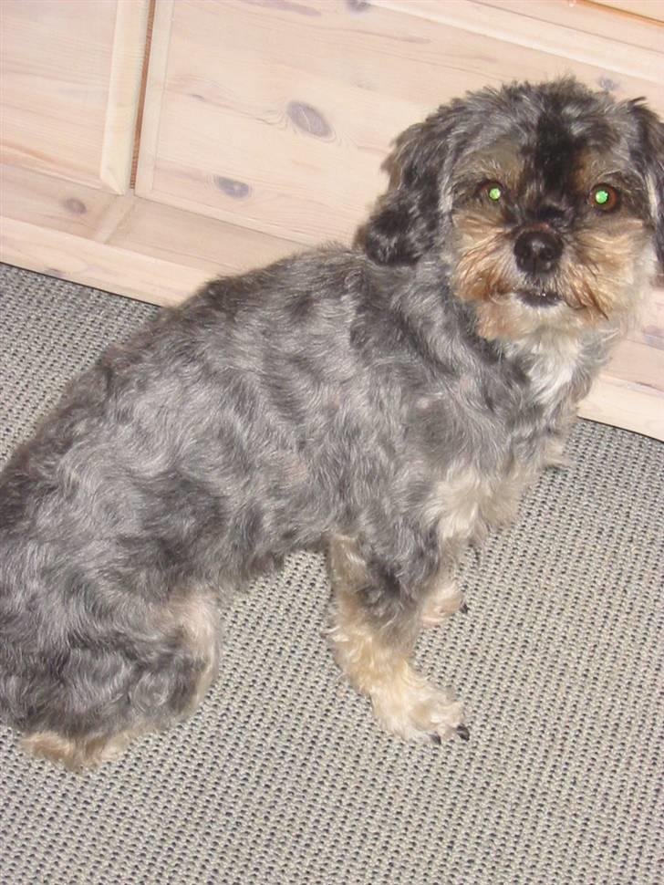 Blanding af racer Mulle - Kigger.. billede 2