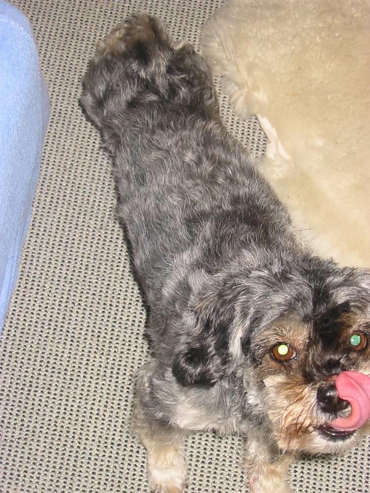 Blanding af racer Mulle - Strækker sig inden hun skal ud og gå.. billede 3