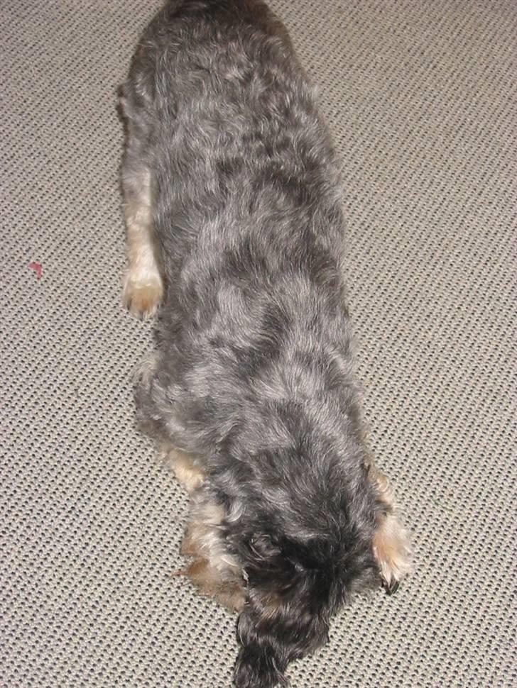 Blanding af racer Mulle - Her er hun ved at spille død.. :D billede 4