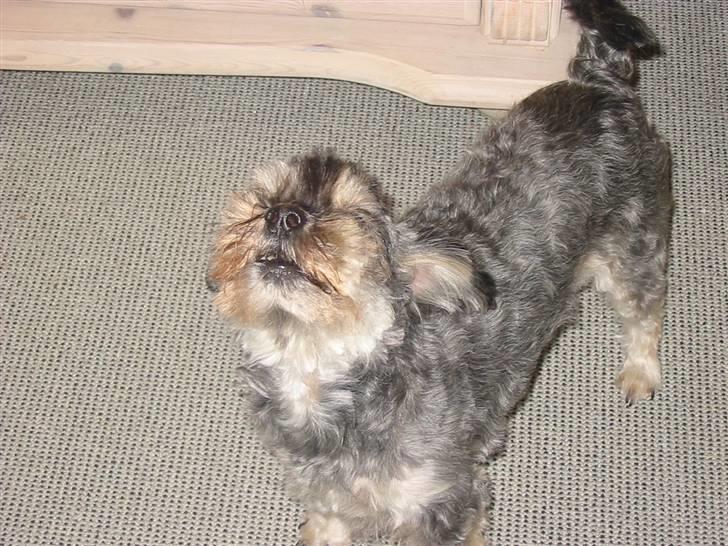 Blanding af racer Mulle - Vov.. :D Min lille pige.. billede 5