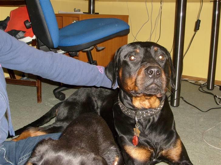 Blanding af racer Kenzo  billede 18